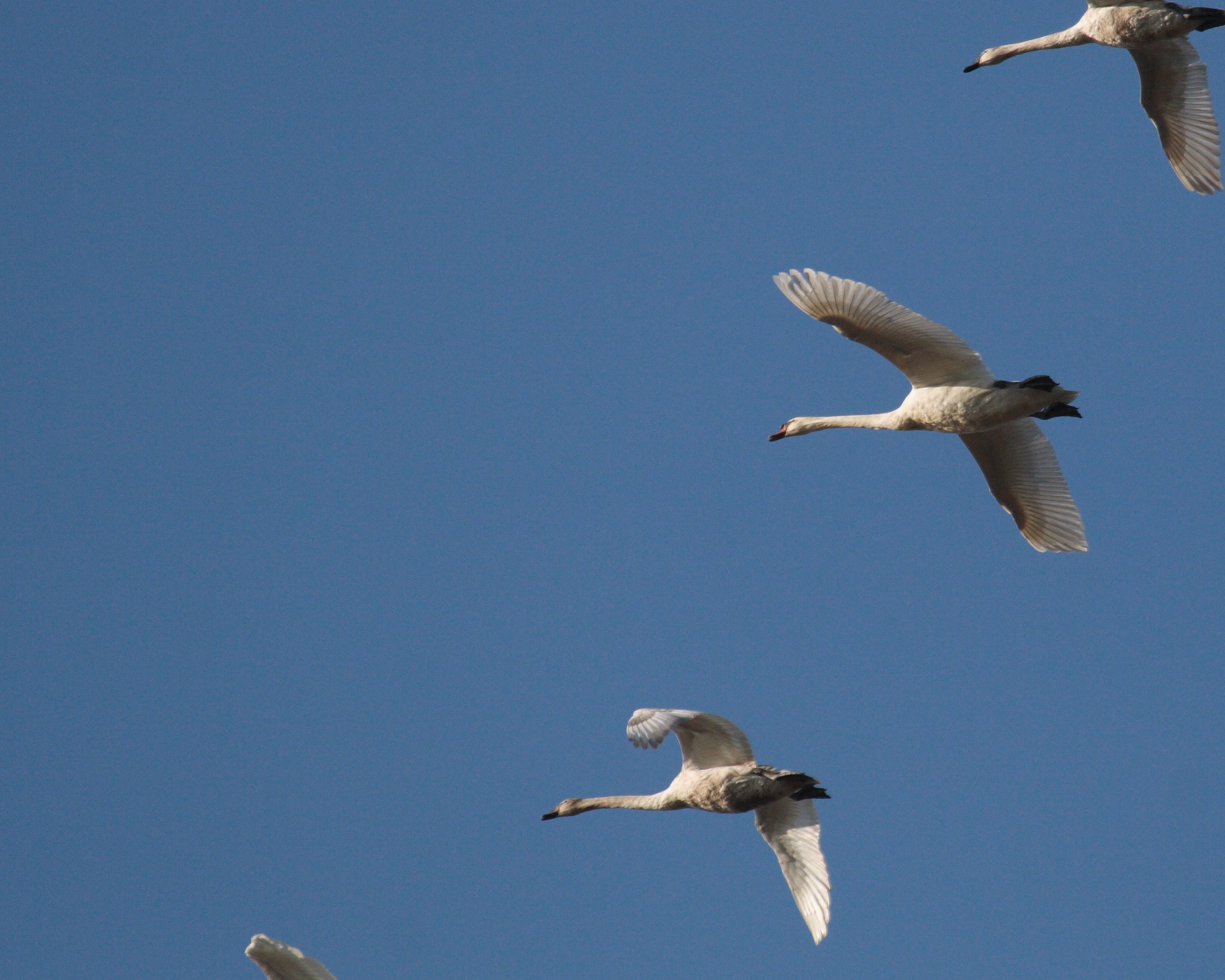 Traži se logo LIFE Danube Free Sky projekta! – JU PP Kopački rit