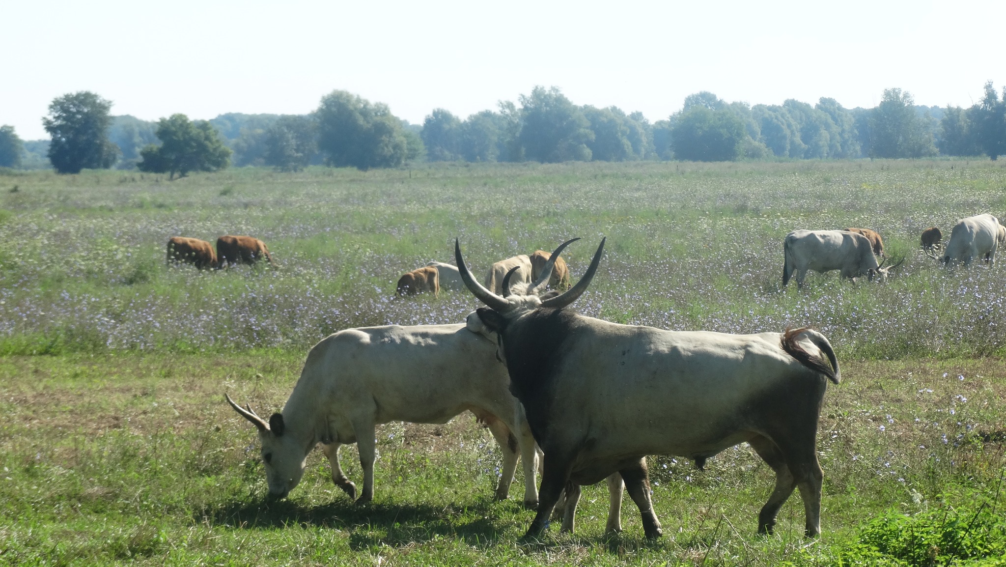 Godišnja Skupština uzgajivača slavonsko-srijemskog podolca