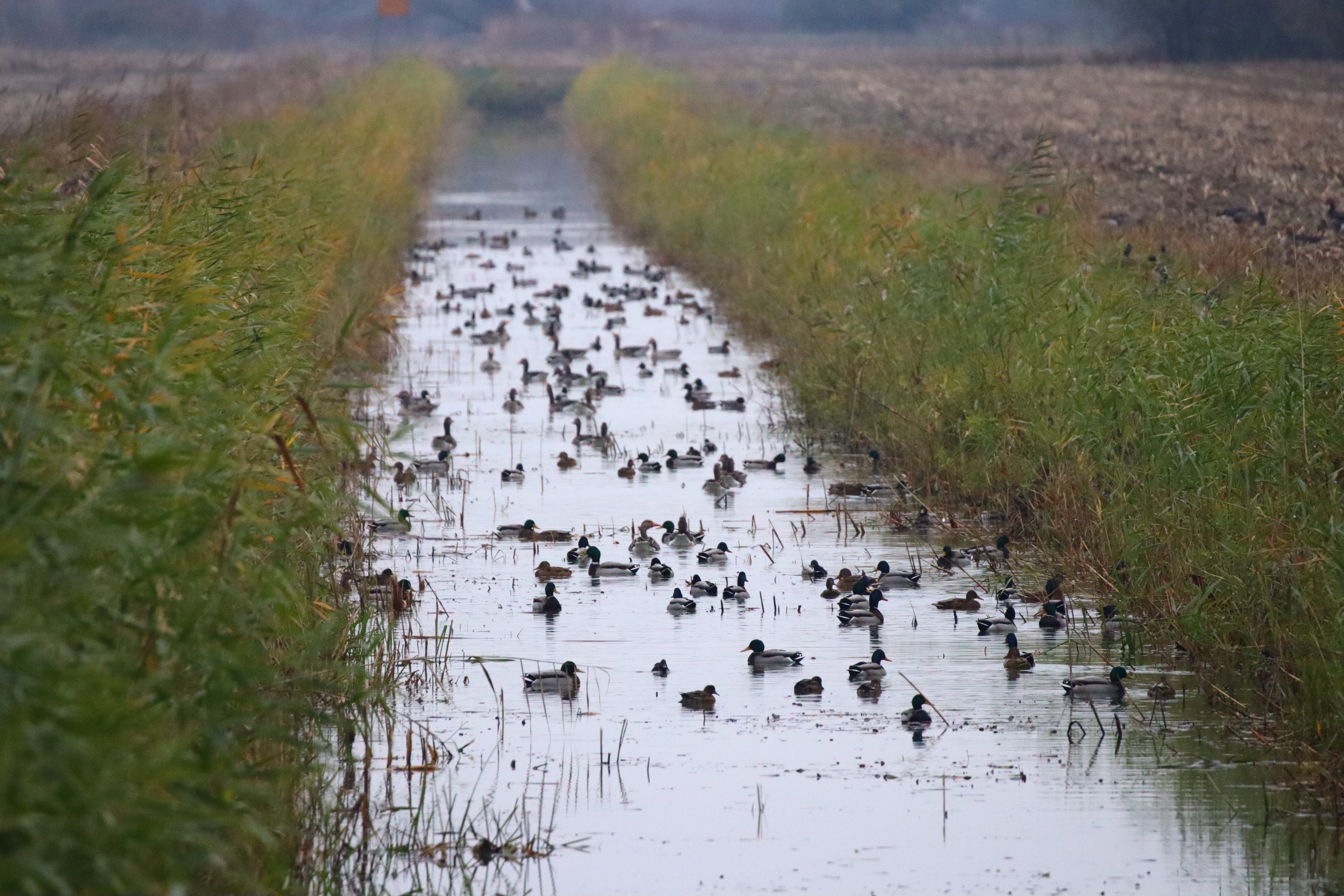 Zimsko prebrojavanje ptica
