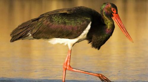 crna-roda kopački rit